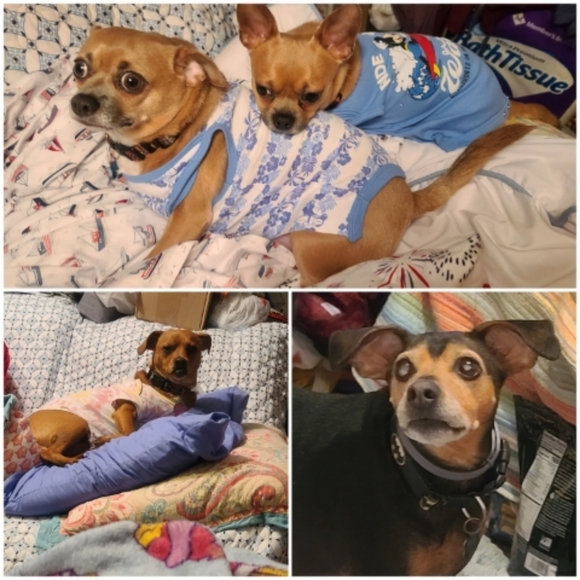 Meet your Posher, CoCo - Picture 5 of 12